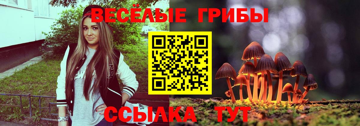 Галлюциногенные грибы Psilocybe Россия